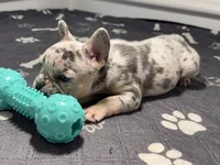 Fluffy , a male French Bulldog for sale in Richmond, OH – 2 of 6