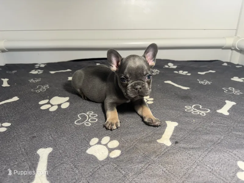 Blue  – French Bulldog puppy for sale in Richmond, OH