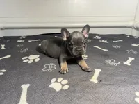 Blue , a male French Bulldog for sale in Richmond, OH – 1 of 3