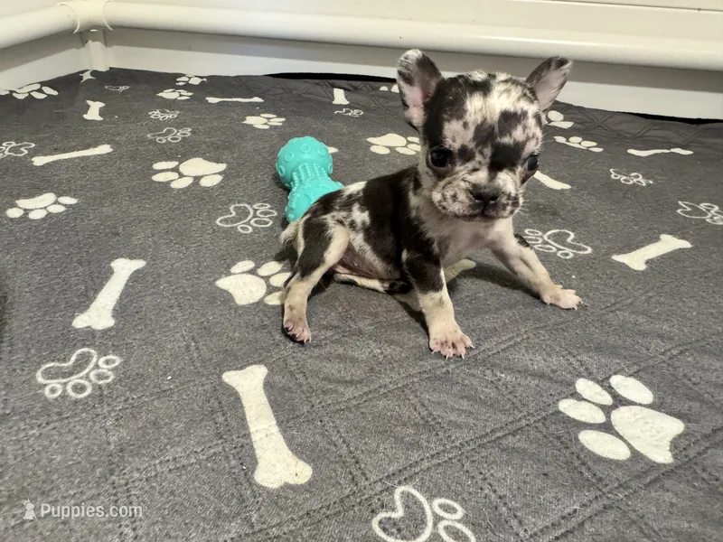 Minnie  – French Bulldog puppy for sale in Richmond, OH