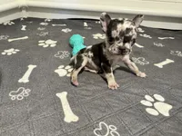 Minnie , a female French Bulldog for sale in Richmond, OH – 1 of 6