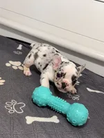 Princess, a female French Bulldog for sale in Richmond, OH – 2 of 5