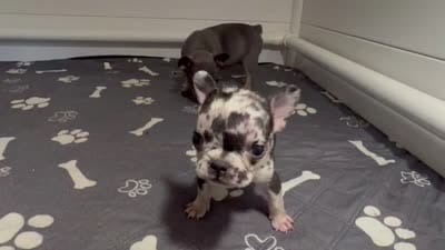 Minnie , a female French Bulldog for sale in Richmond, OH – 6 of 6