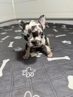 Minnie , a female French Bulldog for sale in Richmond, OH – 3 of 6