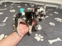Minnie , a female French Bulldog for sale in Richmond, OH – 2 of 6