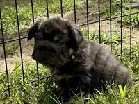 Mr Bernie , a male French Bulldog for sale in Massena, NY – 2 of 6