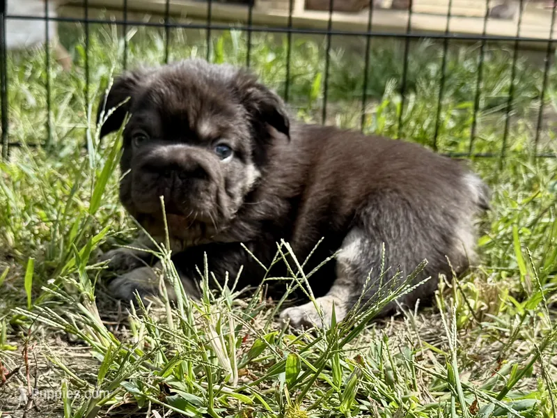 Mr Bernie  – French Bulldog puppy for sale in Massena, NY