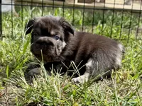 Mr Bernie , a male French Bulldog for sale in Massena, NY – 1 of 6