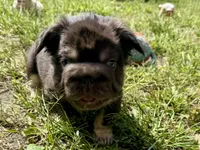 Mr Bernie , a male French Bulldog for sale in Massena, NY – 5 of 6