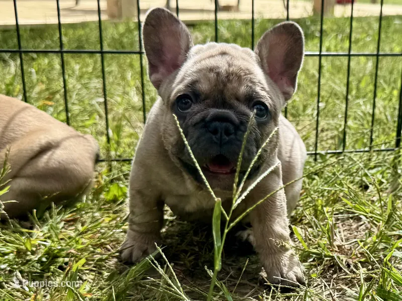 Miss Sunshine  – French Bulldog puppy for sale in Massena, NY