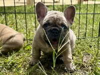 Miss Sunshine , a female French Bulldog for sale in Massena, NY – 1 of 4