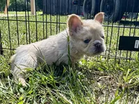 Miss Blanche , a female French Bulldog for sale in Massena, NY – 3 of 7