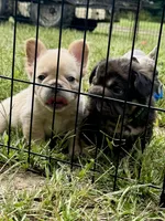 Miss Blanche , a female French Bulldog for sale in Massena, NY – 7 of 7