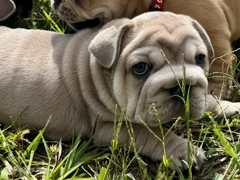 Mr Skye – French Brittany puppy for sale in Massena, NY