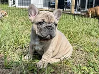 Miss Sunshine , a female French Bulldog for sale in Massena, NY – 3 of 4