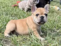 Miss Ruby Tuesday , a female French Bulldog for sale in Massena, NY – 1 of 4