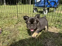 Miss Belle, a female French Bulldog for sale in Massena, NY – 4 of 4