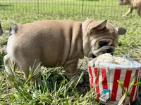 Miss Ruby Tuesday , a female French Bulldog for sale in Massena, NY – 3 of 4