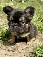 Miss Belle, a female French Bulldog for sale in Massena, NY – 2 of 4