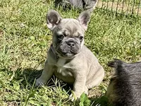 Miss Lavi, a female French Bulldog for sale in Massena, NY – 3 of 5