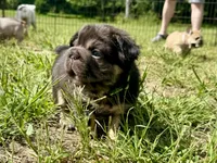 Mr Bernie , a male French Bulldog for sale in Massena, NY – 3 of 6