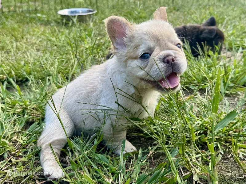 Miss Blanche  – French Bulldog puppy for sale in Massena, NY