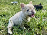 Miss Blanche , a female French Bulldog for sale in Massena, NY – 1 of 7