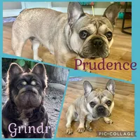 Mr Skye, a male French Brittany for sale in Massena, NY – 4 of 4