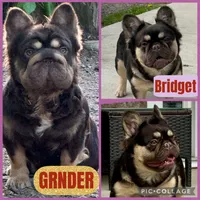 Mr Bernie , a male French Bulldog for sale in Massena, NY – 4 of 6