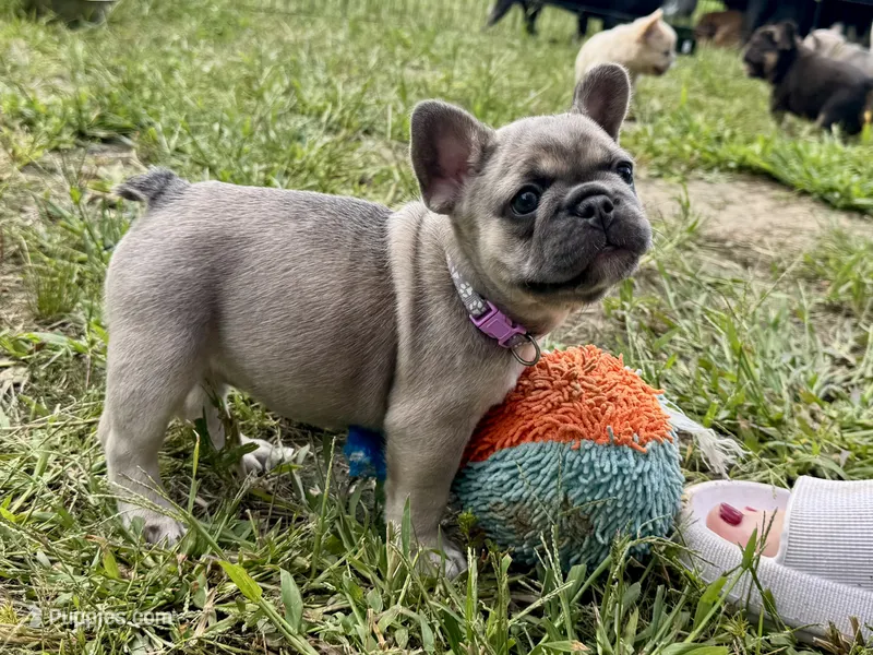 Miss Lavi – French Bulldog puppy for sale in Massena, NY
