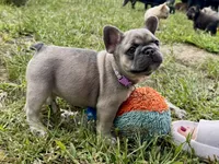 Miss Lavi, a female French Bulldog for sale in Massena, NY – 1 of 5