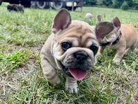 Miss Pinkie , a female French Bulldog for sale in Massena, NY – 2 of 4