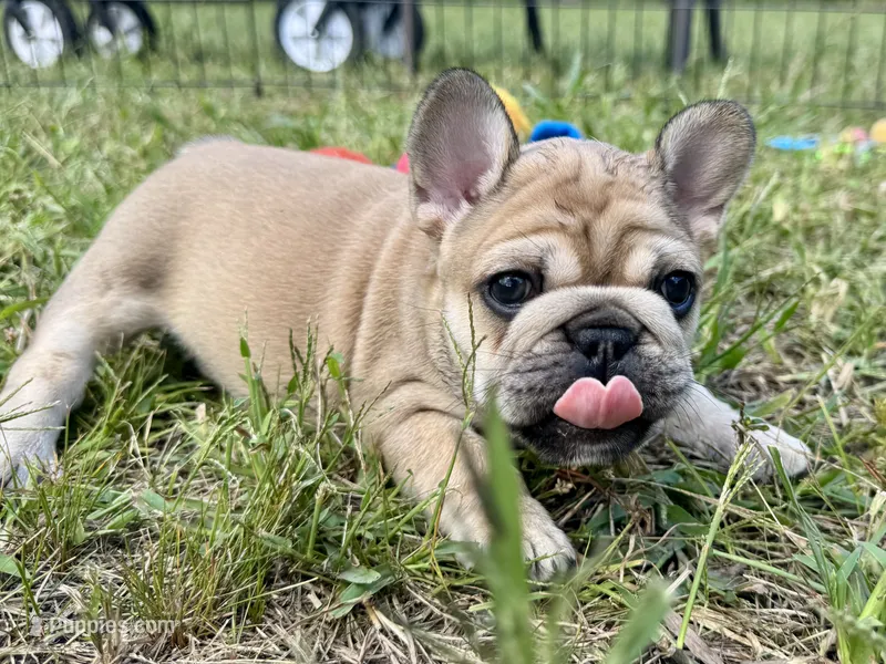 Miss Pinkie  – French Bulldog puppy for sale in Massena, NY