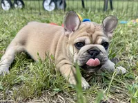 Miss Pinkie , a female French Bulldog for sale in Massena, NY – 1 of 4