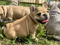 Miss Ruby Tuesday , a female French Bulldog for sale in Massena, NY – 2 of 4