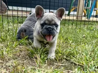 Miss Lavi, a female French Bulldog for sale in Massena, NY – 2 of 5