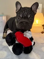 Joy, a female French Bulldog for sale in Massena, NY – Photo 8 of 10