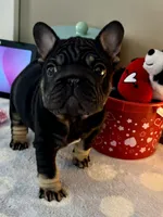 Joy, a female French Bulldog for sale in Massena, NY – Photo 2 of 10