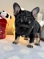 Joy, a female French Bulldog for sale in Massena, NY – Photo 6 of 10