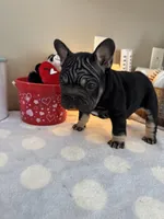 Joy, a female French Bulldog for sale in Massena, NY – Photo 10 of 10