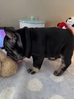 Joy, a female French Bulldog for sale in Massena, NY – Photo 9 of 10