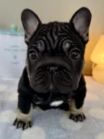 Joy, a female French Bulldog for sale in Massena, NY – Photo 3 of 10