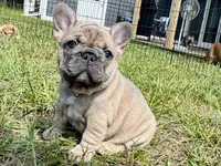 Miss Sunshine , a female French Bulldog for sale in Massena, NY – 2 of 4