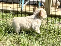 Miss Blanche , a female French Bulldog for sale in Massena, NY – 6 of 7
