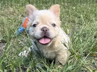 Miss Blanche , a female French Bulldog for sale in Massena, NY – 2 of 7