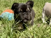 Miss Belle, a female French Bulldog for sale in Massena, NY – 1 of 4