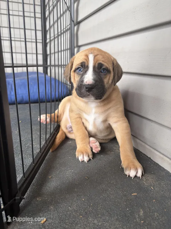 Meadow – Labrador Retriever puppy for sale in Crossville, TN