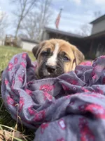 Meadow, a female Labrador Retriever for sale in Crossville, TN – Photo 8 of 9