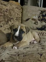 Meadow, a female Labrador Retriever for sale in Crossville, TN – Photo 5 of 9