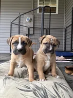 Meadow, a female Labrador Retriever for sale in Crossville, TN – Photo 3 of 9